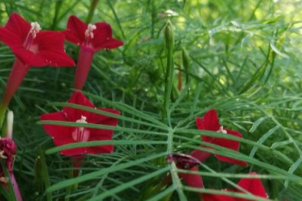 茑萝的开花时间，一般为7-9月份