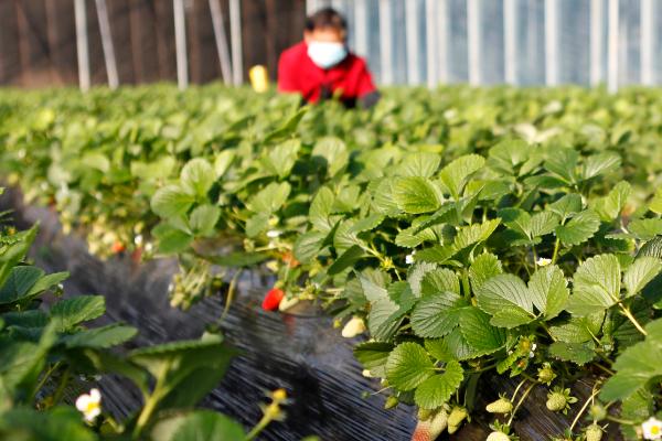 大棚草莓的亩利润，通常能达到1-3万元左右