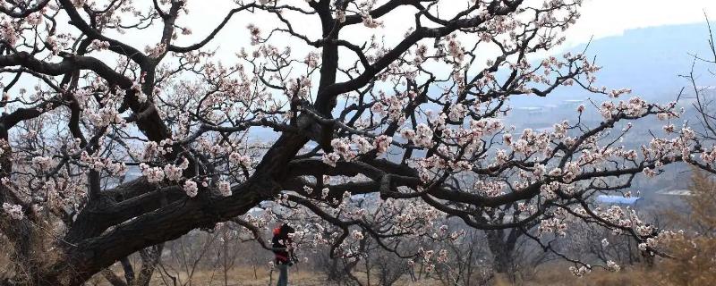 杏树是先开花还是先长叶，一般先绽放花朵