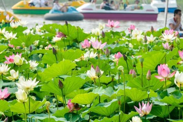 孟津银滩荷花节的时间，在六月底