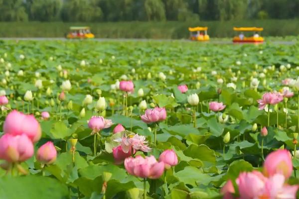 孟津银滩荷花节的时间，在六月底