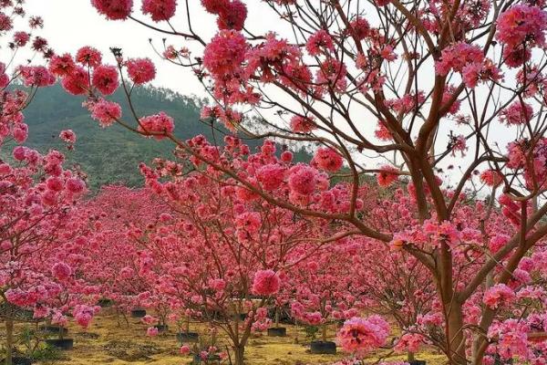 紫花风铃木的种植方法，适宜生长温度为20-30℃