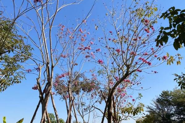 紫花风铃木的种植方法，适宜生长温度为20-30℃