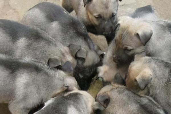 肉狗怎么养殖，每天要定时定量、定温定质饲喂