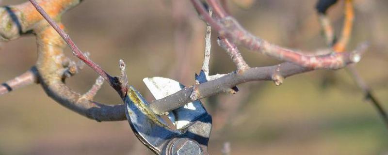 苹果树冬剪的最好时间，在1月中旬到3月上旬之间修剪