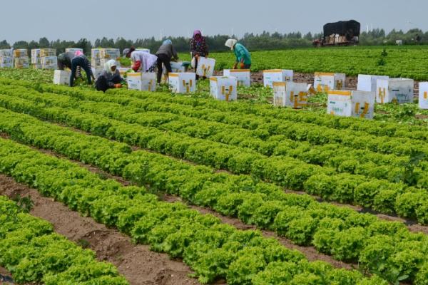 生菜多长时间能收成，收获时间与季节有关