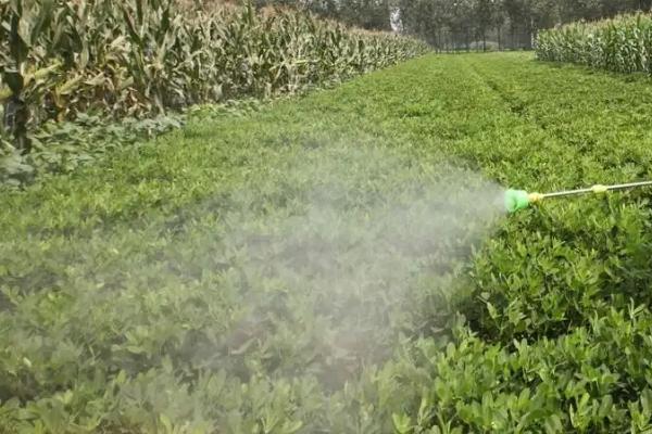 对花生控旺怎么使用烯效唑，首次使用可与氯化胆碱兑水喷雾