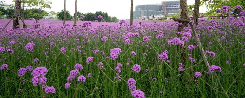 福州花海公园什么时候有花海，一年四季都有