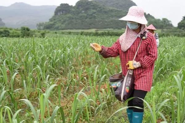 甘蔗对肥料的需求，伸长期对肥料的需求最多