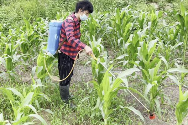 对玉米喷哪种叶面肥能增加产量，常见叶面肥有磷酸二氢钾、尿素、硼肥等