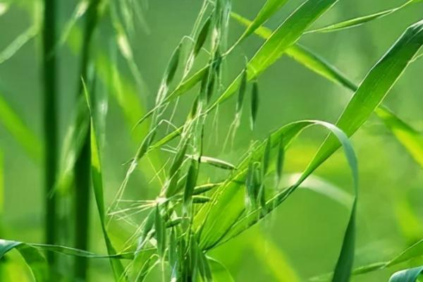 什么是野燕麦，属于禾本科、燕麦属植物