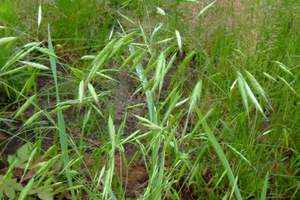 什么是野燕麦，属于禾本科、燕麦属植物