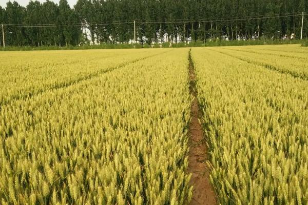 小麦的种植注意事项，在选种时要选择无病无害的优良品种