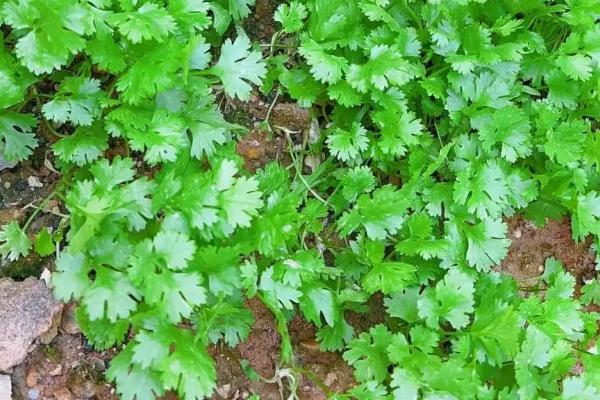 伏天香菜如何种植，在晴天上午9点或下午6点进行种植为佳