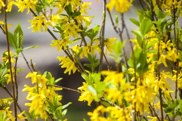 迎春花春季修剪方式，要剪除残花保留芽眼