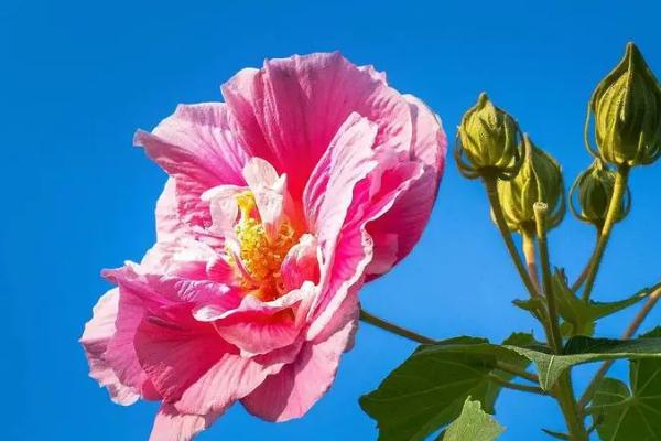 芙蓉花不长花苞如何解决，增加光照可促进花芽分化