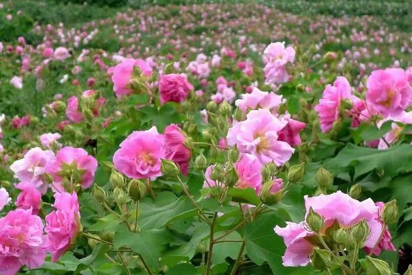 芙蓉花不长花苞如何解决，增加光照可促进花芽分化