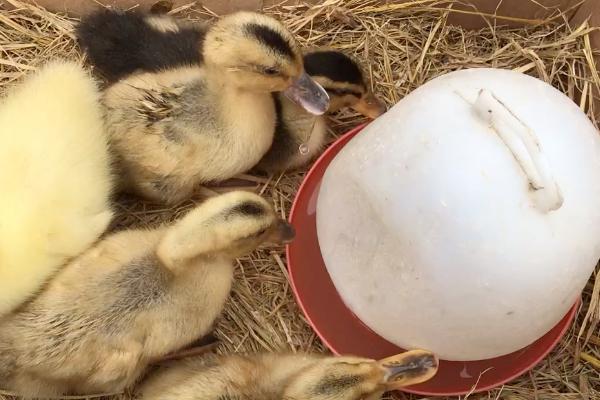 小鹅为什么喝水多，维持生命活动、促进消化需要大量摄入水分