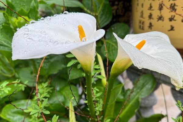 哪些花卉适合在生日赠送，对恋人可赠送玫瑰或百合