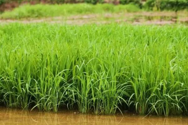 大雨后怎么管理水稻田，受淹后要做好施肥工作