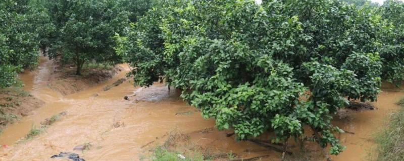 暴雨对果园的危害，会导致烂根、果树叶片黄化等