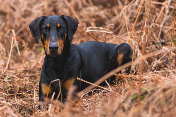 怎么训练杜宾犬，先与狗狗建立关系