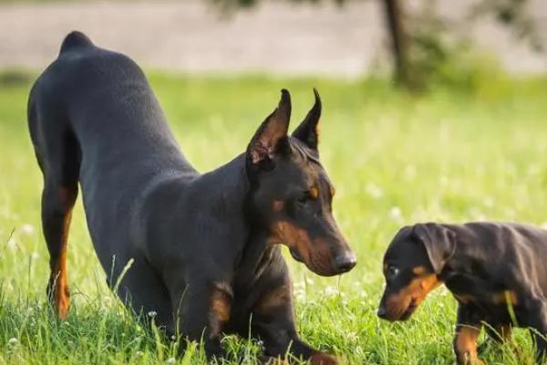 怎么训练杜宾犬，先与狗狗建立关系