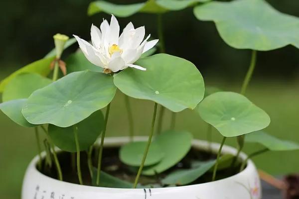 荷花怎么上盆，选好土壤后直接将健康的植株栽入其中