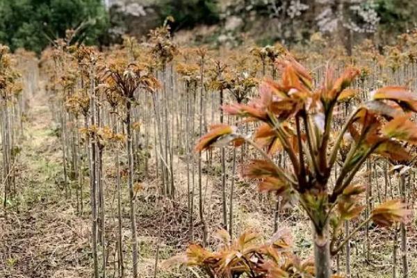 大棚种植什么最赚钱，可选择种平菇、奶油草莓等