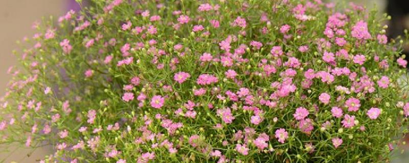 缕丝花和满天星有什么区别，形态、花期和习性均不同