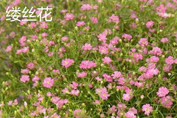 缕丝花和满天星有什么区别，形态、花期和习性均不同