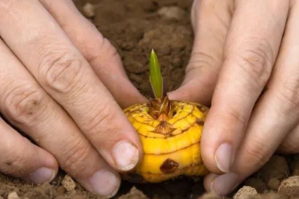 剑兰球的种植方法，将种球消毒洗净、剥除外衣并晾干再播种