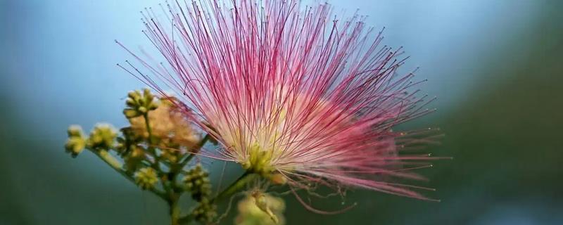 合欢花是芙蓉花吗，合欢花不是芙蓉花