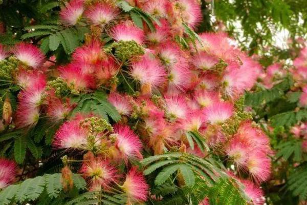 合欢花是芙蓉花吗，合欢花不是芙蓉花