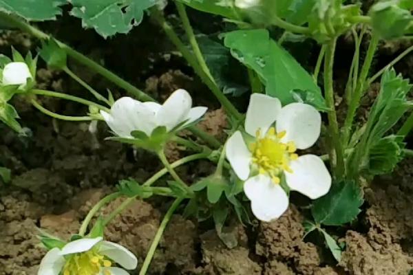 草莓5月份还开花吗，保证充足的光照5月份还能开花