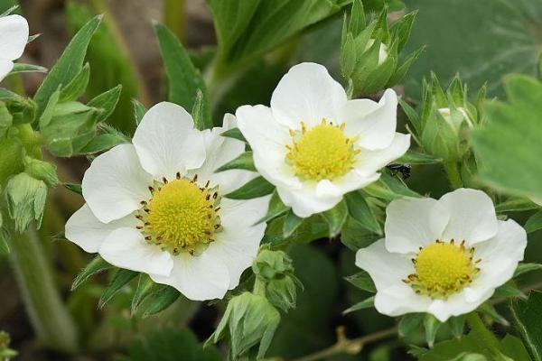 草莓5月份还开花吗，保证充足的光照5月份还能开花