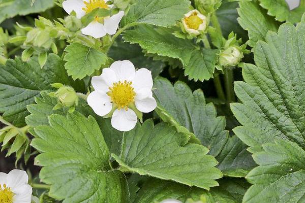 草莓5月份还开花吗，保证充足的光照5月份还能开花