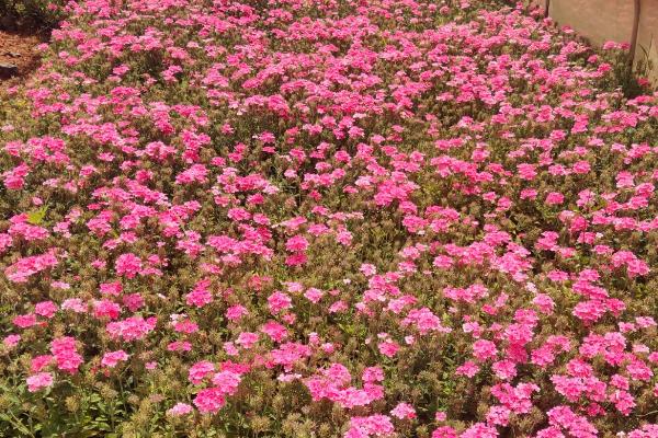 苗木花卉的种植技术，购买后需要适当对根系进行修剪