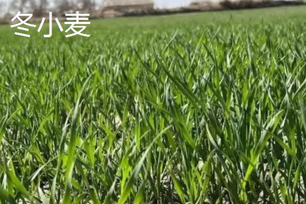 冬小麦和春小麦的区别，适合种植的时间、地区均不同