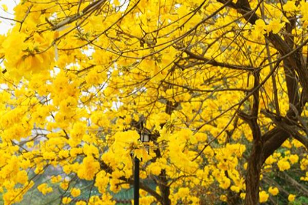 黄花风铃木的开花时间，开花时间为每年春季3-4月份