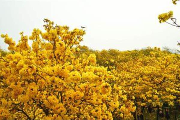 黄花风铃木的开花时间，开花时间为每年春季3-4月份