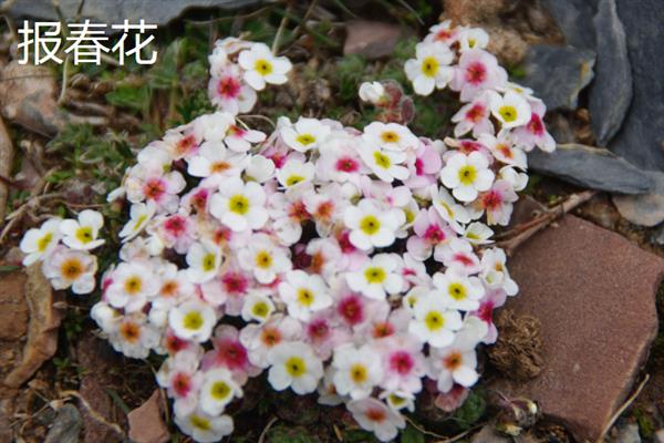 哪些花朵在春天开放，此时可看到报春花、迎春花、金盏菊等品种