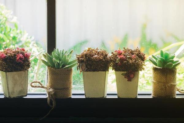 秋季养花要注意什么，谢花后要剪除残花