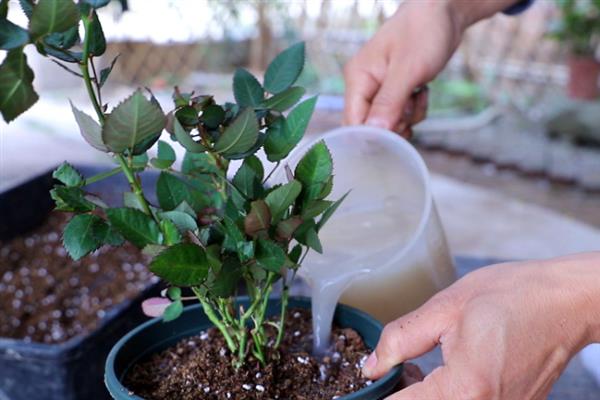 夏洛特夫人能不能爬藤，属于藤本植物可以爬藤