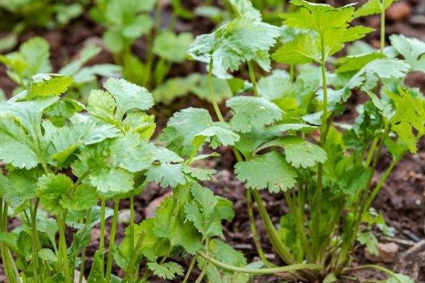 露地香菜的种植时间，一般在3月中下旬到4月上中旬播种