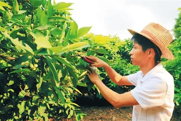 莲雾的种植时间，春秋两季种植为佳