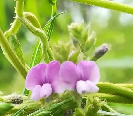 黄豆开花期能施肥吗，可适当喷洒叶面肥