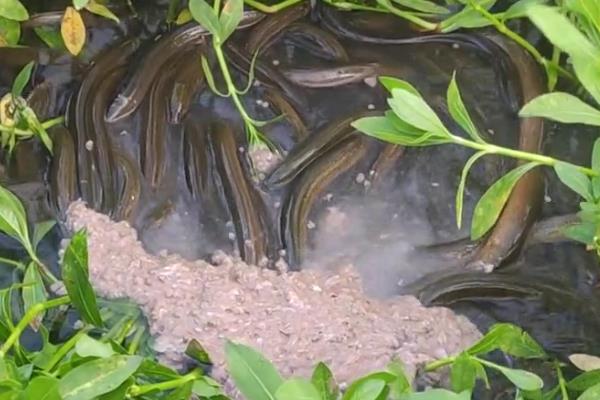 野生黄鳝有没有寄生虫，野生黄鳝的寄生虫较多