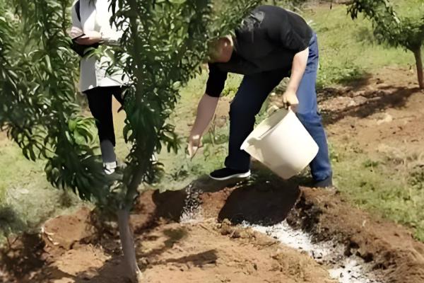 过度使用磷肥对植物有何影响，会增强植物的呼吸作用、消耗自身的糖分和能量