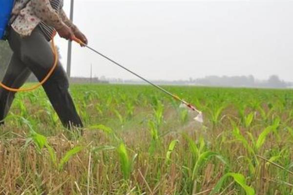 玉米用什么除草剂，主要有异丙草莠、烟嘧莠去津等